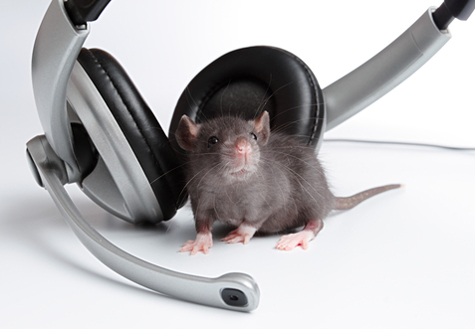 mice-music.jpg