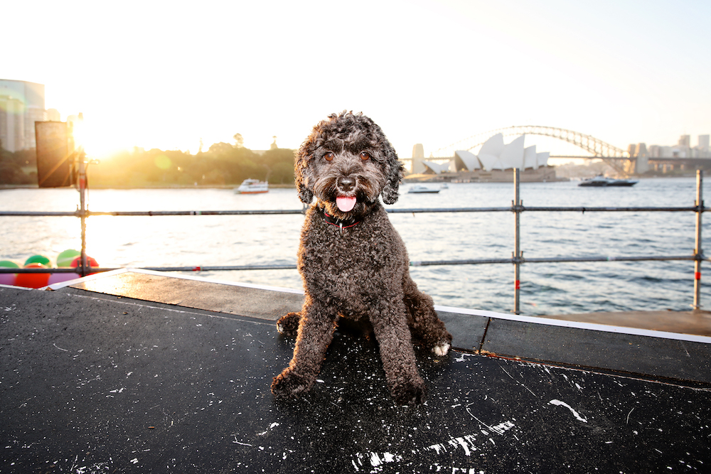 Handa Opera on Sydney Harbour, Dog, La Bohème, Opera Australia
