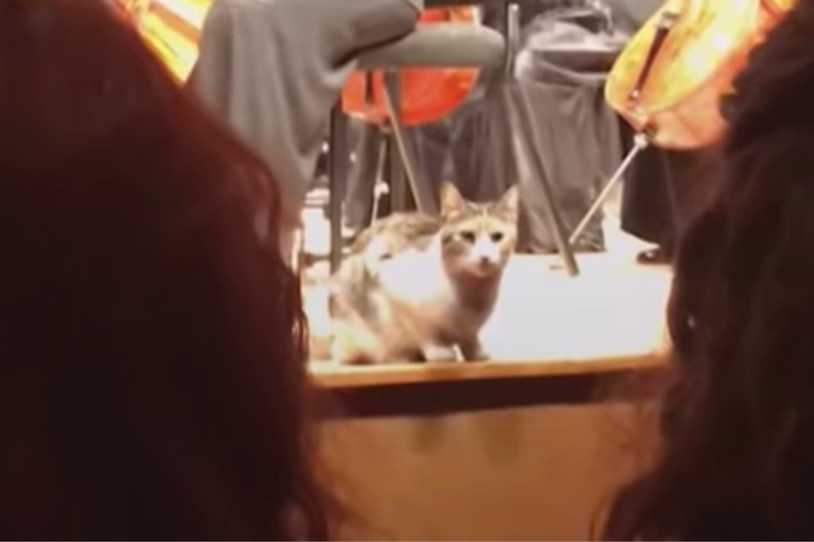 Cat, Orchestra