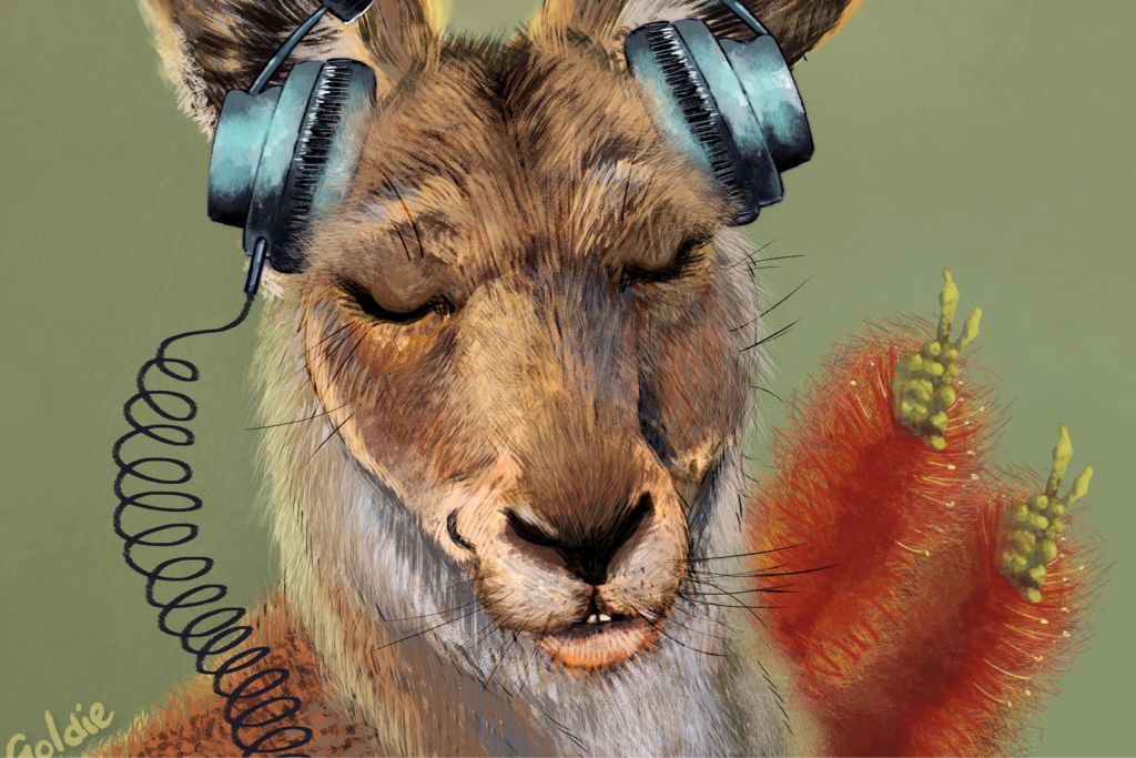 Australian Art Music Playlist Kangaroo by Marigold Bartlett
